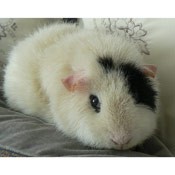 /album/les-races-de-cochons-dindes/rex-jpg/