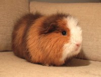 /album/les-races-de-cochons-dindes/teddy-jpg/