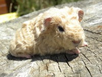 /album/les-races-de-cochons-dindes/texel-jpg/