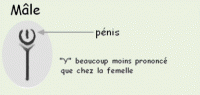 /album/les-races-de-cochons-dindes/male-gif/