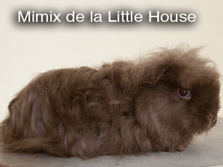 Mérinos, c'est un texel couronée