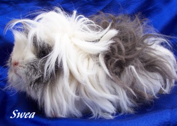 Alpaga (Péruvien aux poils bouclés)