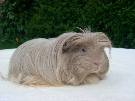 coronet (Sheltie courronnée)