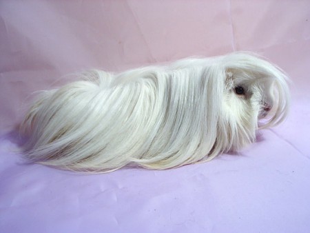 Péruvien (les poils partent de côté ou vers l'avant, la tête n'est pas dégagée)