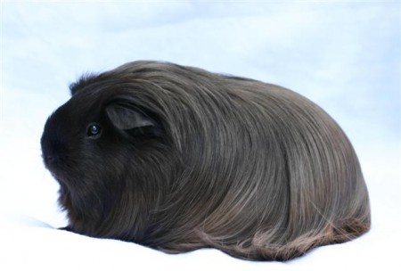 Sheltie (les poils partent vers l'arrière, la tête est degagée)