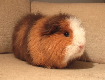 Teddy (les poils sont plus long et plus durs que le rex)