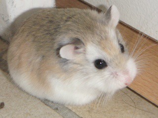 hamsters campbelli