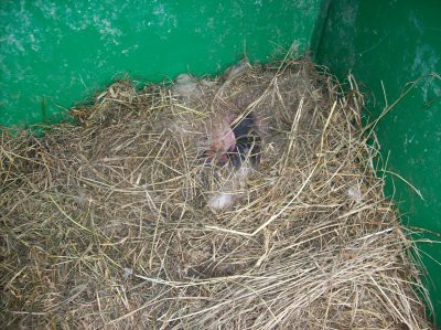 Le nid, les nouveaux-nés sont bien au chaud à l'intérieur