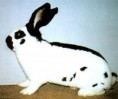 /album/les-races-de-lapins/gean-papillon-francais-jpg/