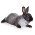 /album/les-races-de-lapins/lapin-gris-du-bourbonnais-b-jpg/