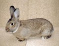 /album/les-races-de-lapins/normand-jpg/