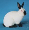 /album/les-races-de-lapins/russe-jpg/
