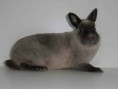 /album/les-races-de-lapins/zibeline-jpg/